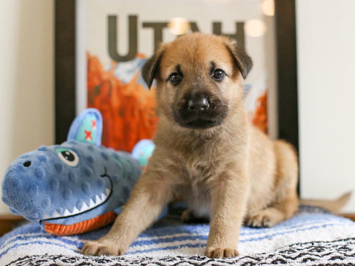 chinook puppy